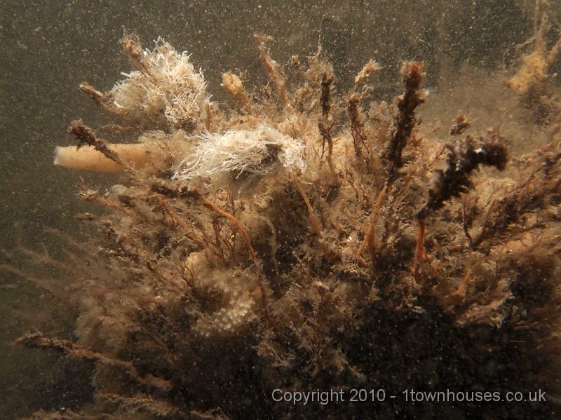 EPL14450.jpg - Look at how much wildlife coats these wrecks! Clathrina coriacea (Spikey Lace Sponge - the shaggy bits), Dysidea fragilis, Tubularia indivisa