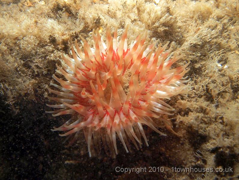 EPL14457.jpg - Urticina felina - Dahlia Anemones in a bed of Crisia spp