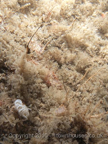 EPL14468.jpg - Crisia spp, Nudibranch eggs, Eubranchus tricolor/farrani, Sagartia elegans, Tubularia indivisa