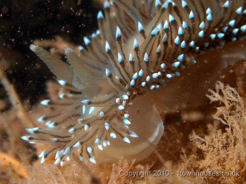P7176758.JPG - Janolus cristatus - The Crystal Sea slug