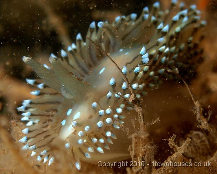 P7176760.JPG - Janolus cristatus - vary in the way their cerata (spotted tentacles) are arranged, this one has a dense fringe of quite small ones