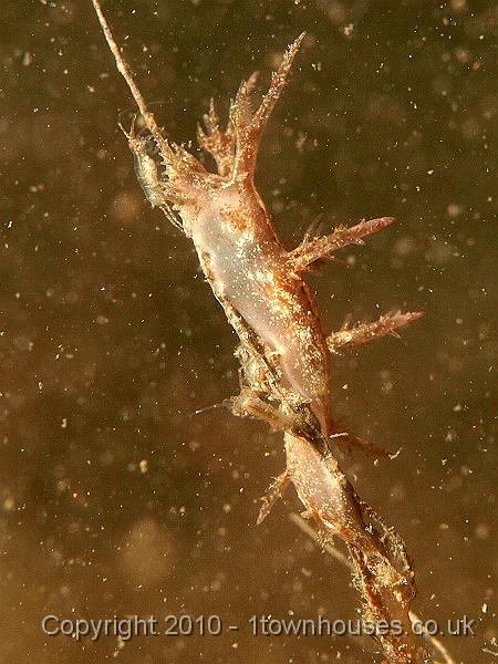 P7176766.JPG - Dendronotus frondosus - the Christmas Tree Slug with some things - probably iospods