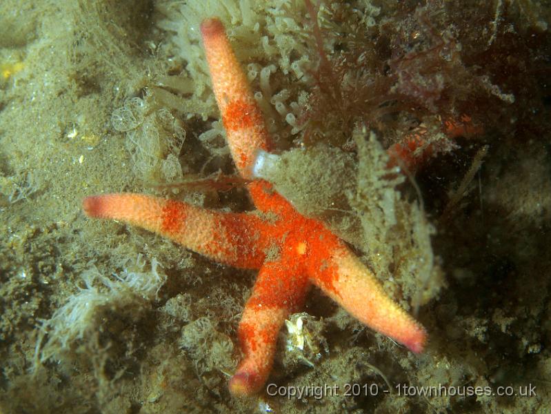 P7176770.JPG - Henricia spp - Bloody Henry starfish, Leucosolenia spp - sponge (top) , Crisia spp - bryozoan, Plocamium cartilaginum - comb weed is the surpise here, a sea weed this deep