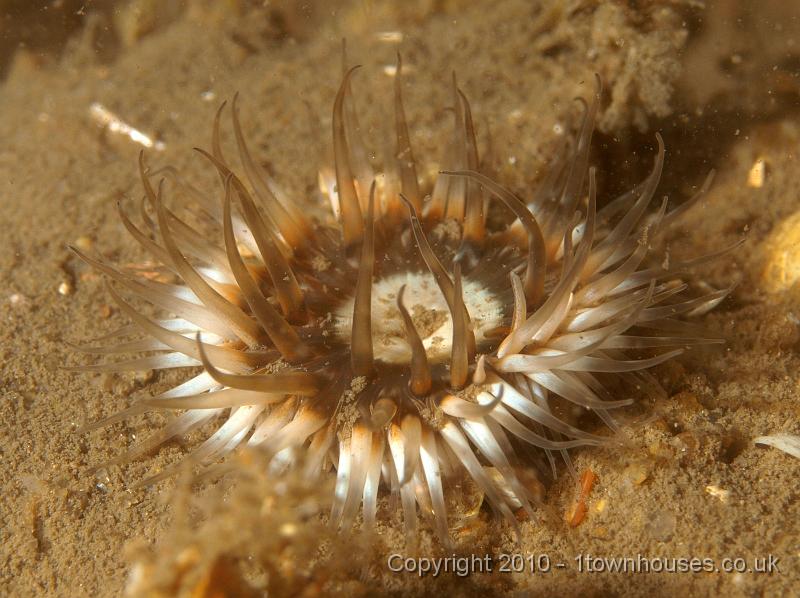 P7176779.JPG - Sagartia elegans - the Elegant Anemone