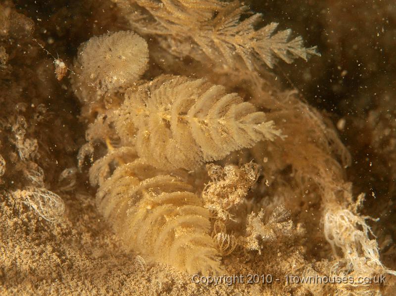 P7176780.JPG - Bugula spp - a bryozoan