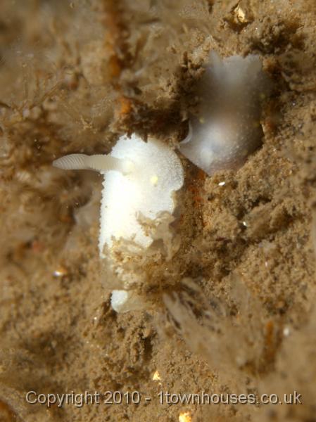 P7176783.jpg - Cadlina laevis - a sea slug. This one has such large rhinophore I wasn't sure of the ID but the yellow spots are a give away