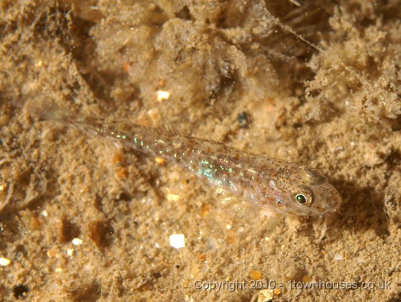 P7176785.jpg - Pomatoschistus microps - a Common Goby probably (small gobies are very hard to tell apart)