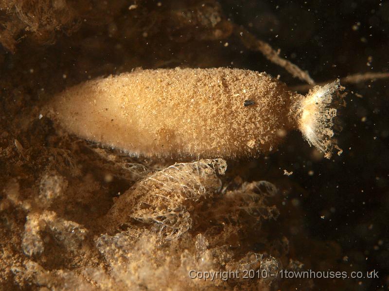 P7176792.jpg - Crisia spp, Scypha ciliata - a Purse sponge