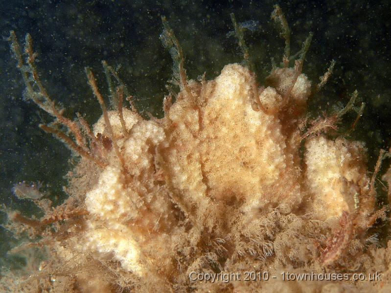 P7176798.jpg - Dysidea fragilis - Goosebump Sponge - sprouting the headless stalks of Tubularia hydroids which have attracted a crowd of Dendronotus frondosus - Christmas Tree slugs