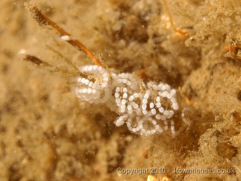 P7176805.jpg - Nudibranch eggs around Oaten Pipe hydroids - Tubularia indivisa