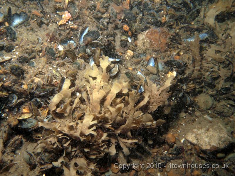 EPL14527.jpg - Mytillus edulis, Flustra foliacea