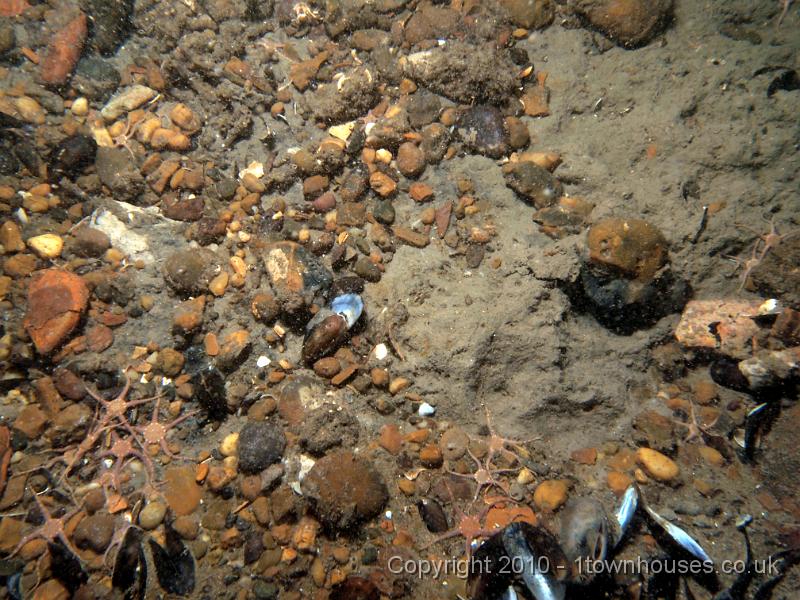 EPL14554.jpg - Ophiura albida - Brittle stars, Mytillus edulis