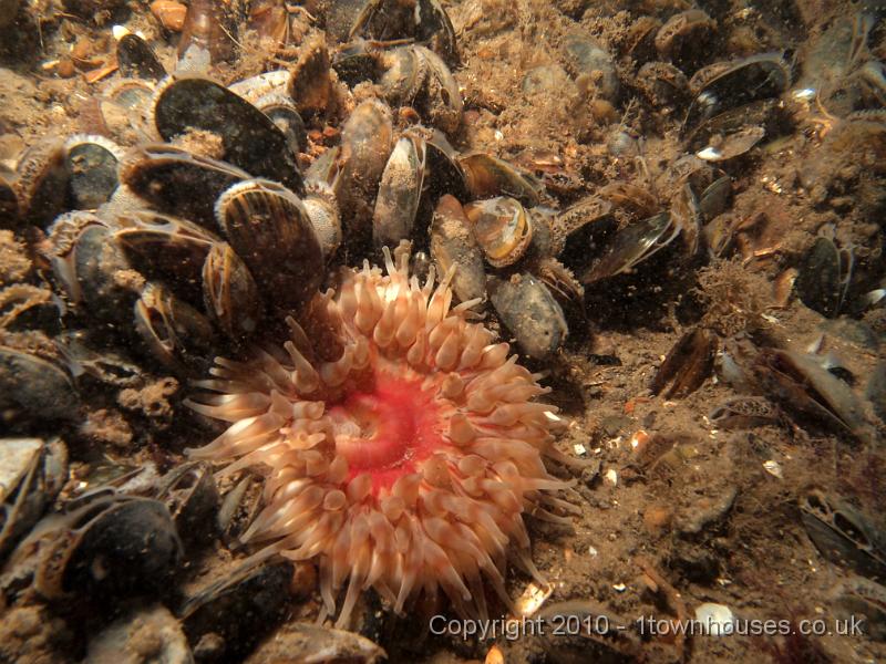 EPL14570.jpg - Urticina felina - Dahlia Anemone, Mytillus edulis - Edible Mussels