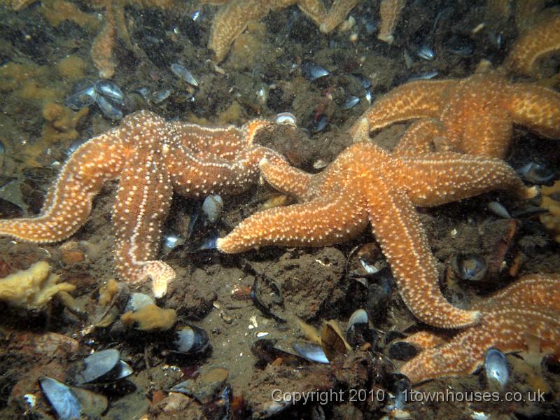 EPL14578.jpg - Asterias rubens - Common Starfish - settling down to a meal of Mytillus edulis - the foolishly named Edible Mussels