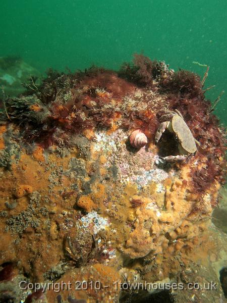 EPL14748.jpg - Cancer pagurus - Edible crab with Calliostoma zizyphinum - Painted topshell