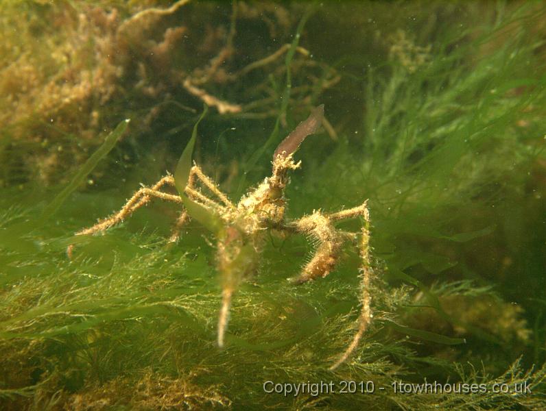 EPL14599.jpg - Macropodia spp - Weedy spider crab