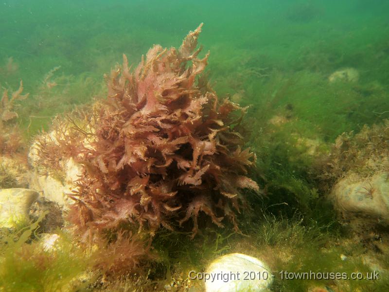 EPL14610.jpg - Calliblepharis ciliata - Red fringe weed