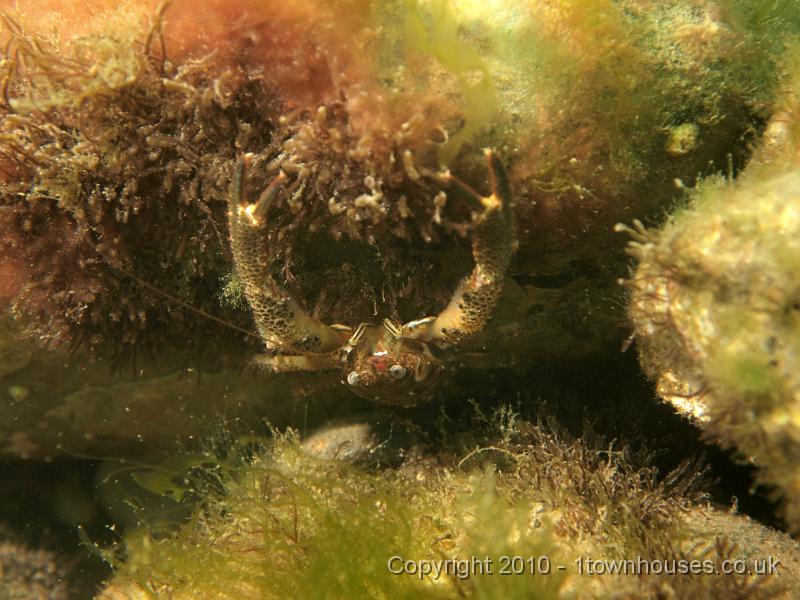 EPL14611.jpg - Galathea squamifera - Squat lobster