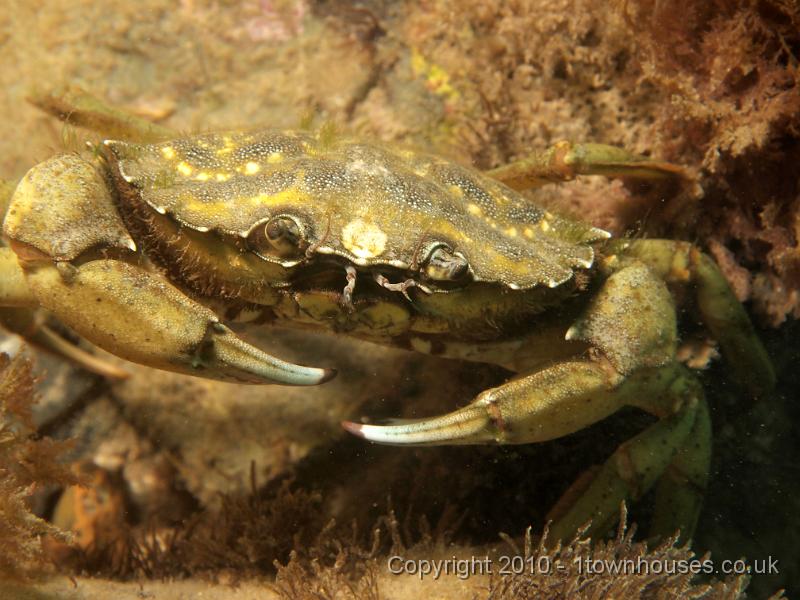 EPL14618.jpg - Carcinus maenas - Shore crab
