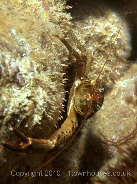 EPL14629.jpg - Galathea squamifera - Squat lobster