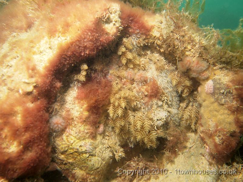 EPL14655.jpg - mixed squirts and Bugula spp bryozoan