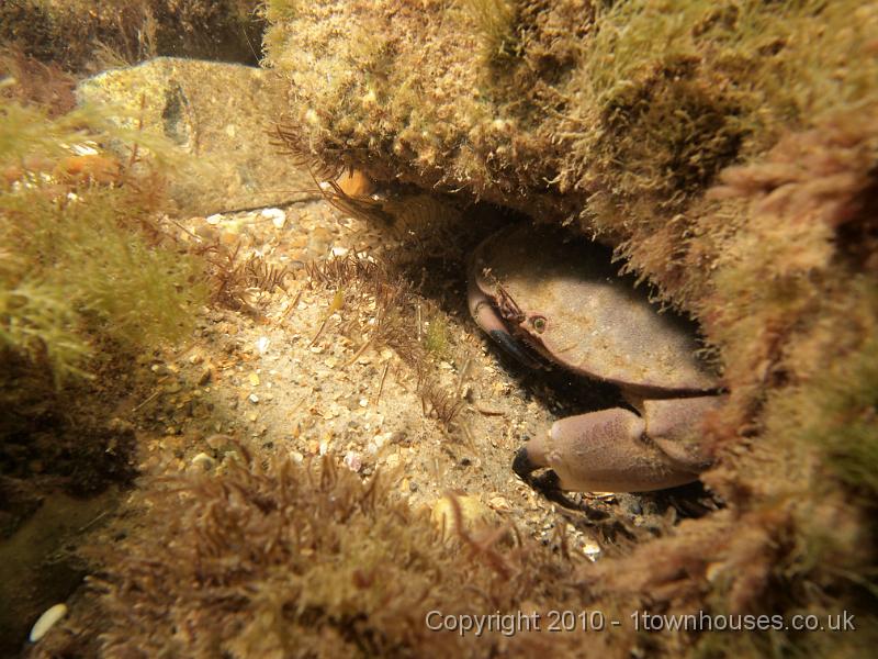 EPL14672.jpg - Cancer pagurus - Edible crab