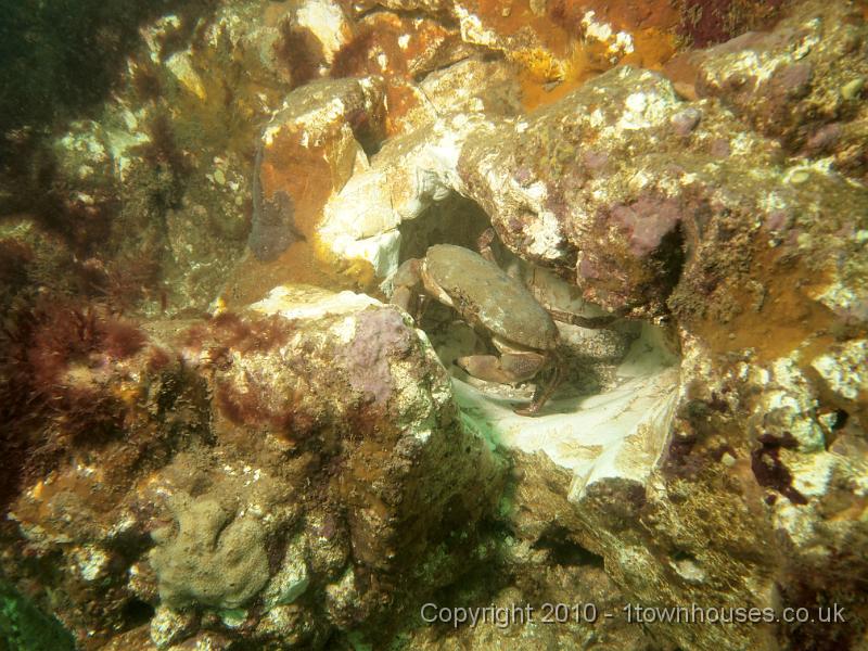 EPL14806.jpg - Cancer pagurus - Edible crab