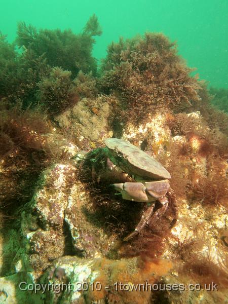 EPL14817.jpg - Cancer pagurus - Edible crab