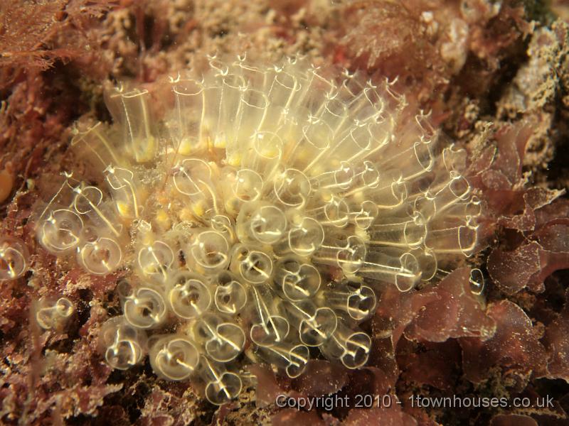 EPL14843.jpg - Clavelina lepadiformis - Light bulb sea squirts