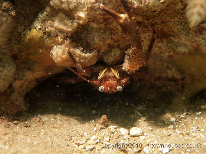 EPL14857.jpg - Galathea squamifera - Squat lobster