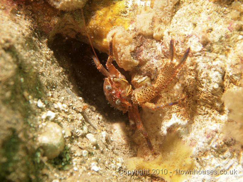 EPL14858.jpg - Galathea squamifera - Squat lobster