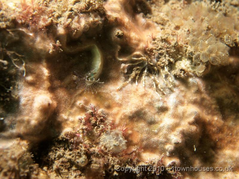 EPL14859.jpg - Pomatoceros spp - Keelworm and mystery squirts
