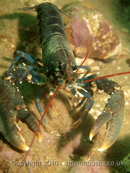 EPL14861.jpg - Homarus gammarus - Common lobster