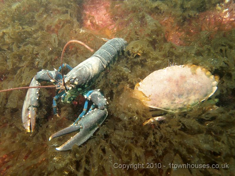 EPL14882.jpg - Homarus gammarus - Common lobster with Cancer pagurus - Edible crab