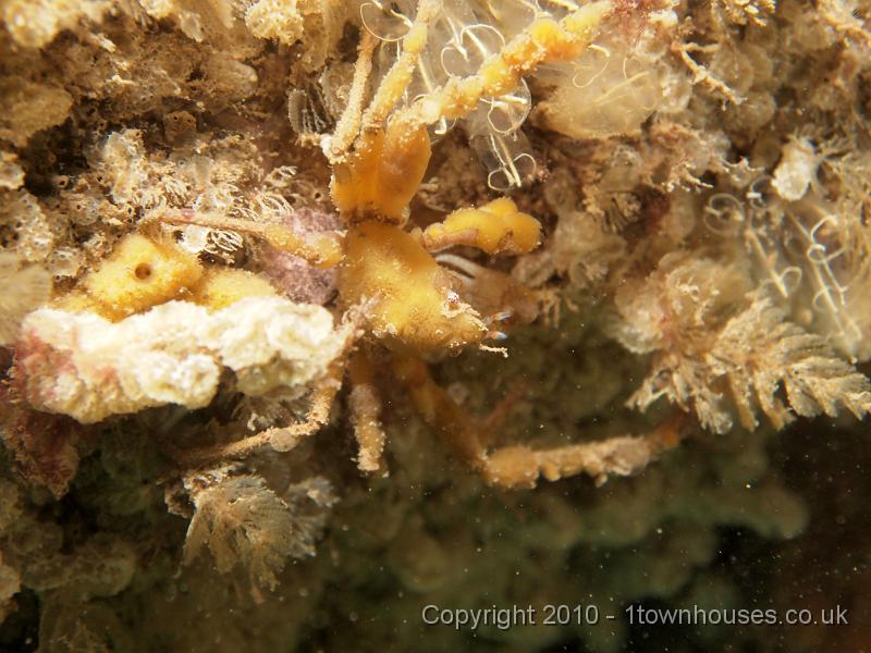 EPL14906.jpg - Inachia spp - Sponge spider crab with mixed squirts