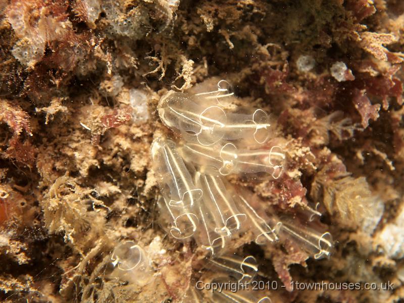 EPL14909.jpg - Clavelina lepadiformis - Lightbulb seasquirt