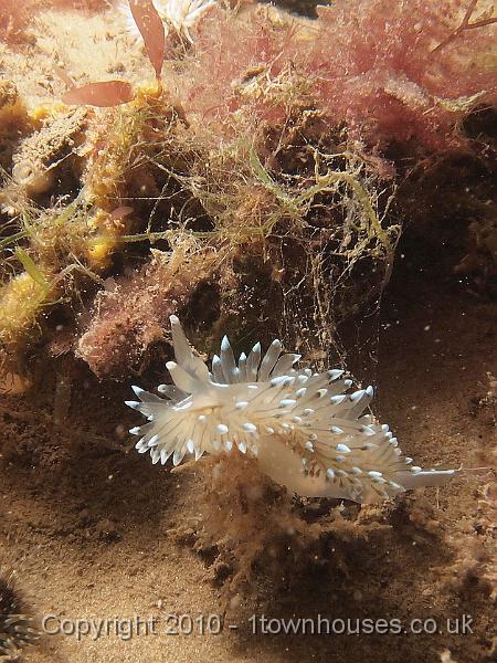 EPL14992.JPG - Janolus cristatus - Crystal seaslug