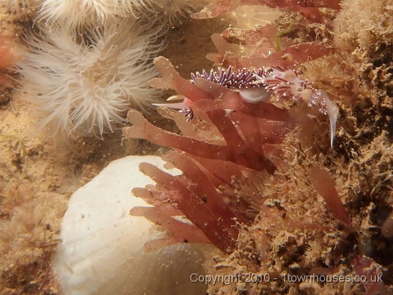 EPL14997.JPG - Facelina auriculata (front) and bostoniensis (rear) - nudibranchs getting down to some interspecies jiggy