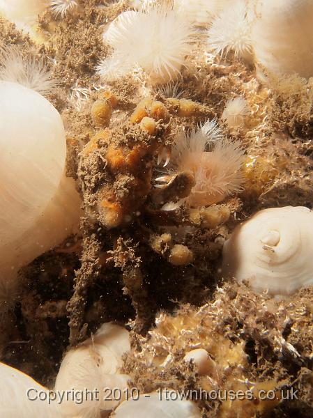 EPL15002.JPG - Hyas araneus - Sea toad (spider crab)
