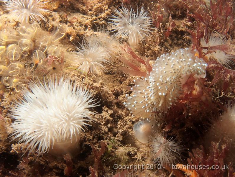EPL15003.JPG - Janolus cristatus - Crystal seaslug