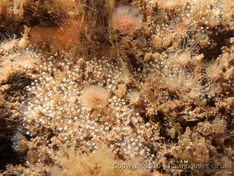 EPL15021.jpg - Pinhead seasquirt - real name to follow!