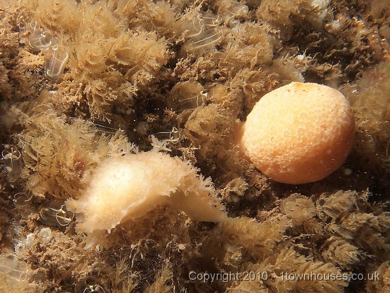 EPL15028.jpg - Tritonia hombergi - Dead men's finger seaslug with suitably denuded Alcyonium digitatum - Dead men's finger