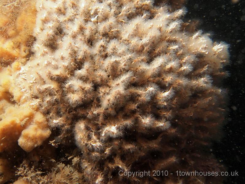 EPL15029.jpg - Salmacina dysteri - Coral worm