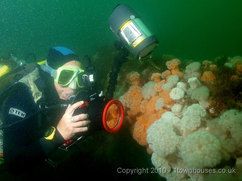P7206860.JPG - Metridium senile - Plumose anemones