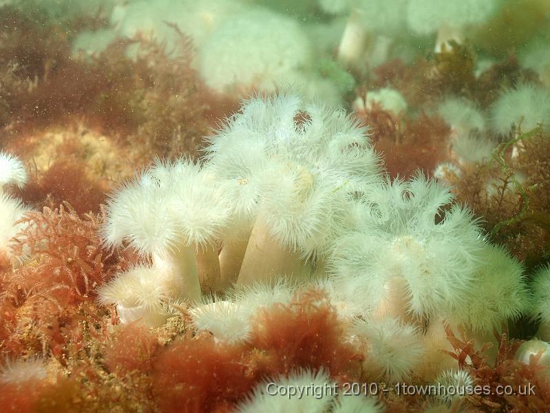 P7206871.JPG - Metridium senile - Plumose anemones