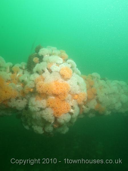 P7206874.JPG - Metridium senile - Plumose anemones