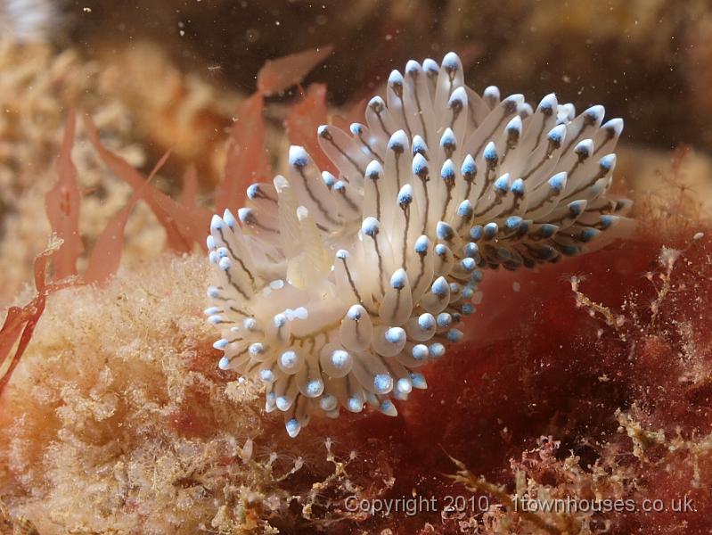 P7206884.JPG - Janolus cristatus - Crystal seaslug
