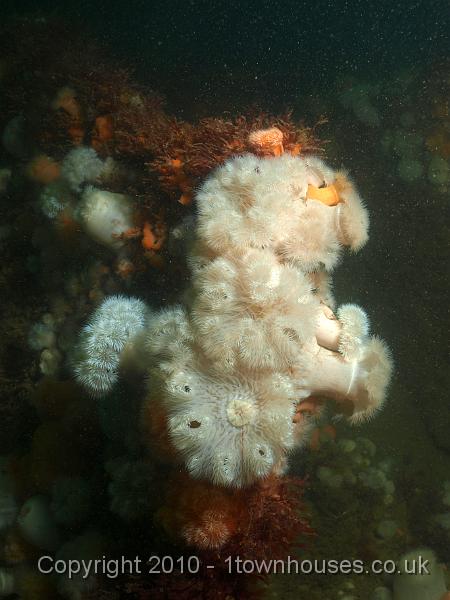 P7206893.JPG - Metridium senile - Plumose anemones