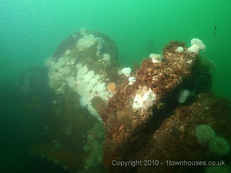 P7206898.JPG - Metridium senile - Plumose anemones