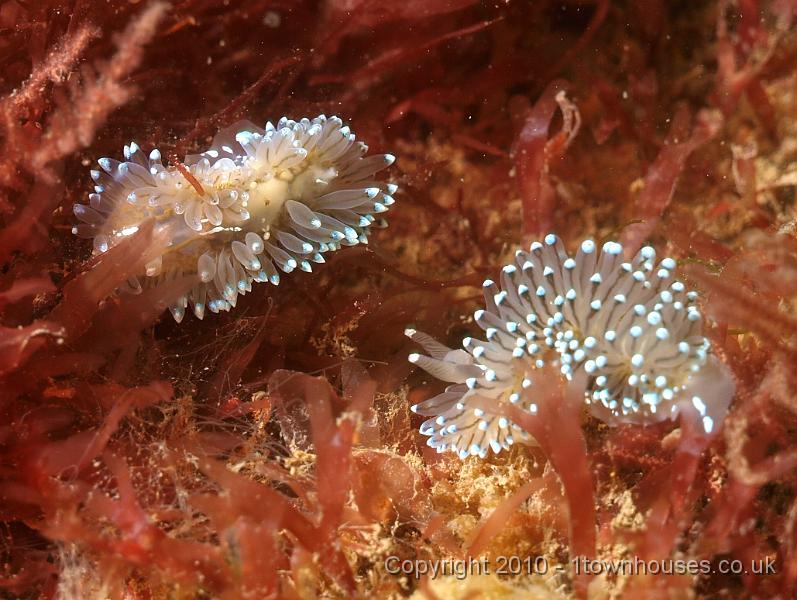 P7206950.JPG - Janolus cristatus - Crystal seaslug